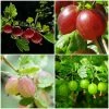 Roots Plants Complete Gooseberry Collection | Red, White & Green 2 Roots Plants Complete Gooseberry Collection | Red, White & Green