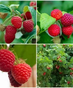 Roots Plants 15 Bestselling Raspberry Canes | Glen Ample, Polka & Autumn Bliss Fruits