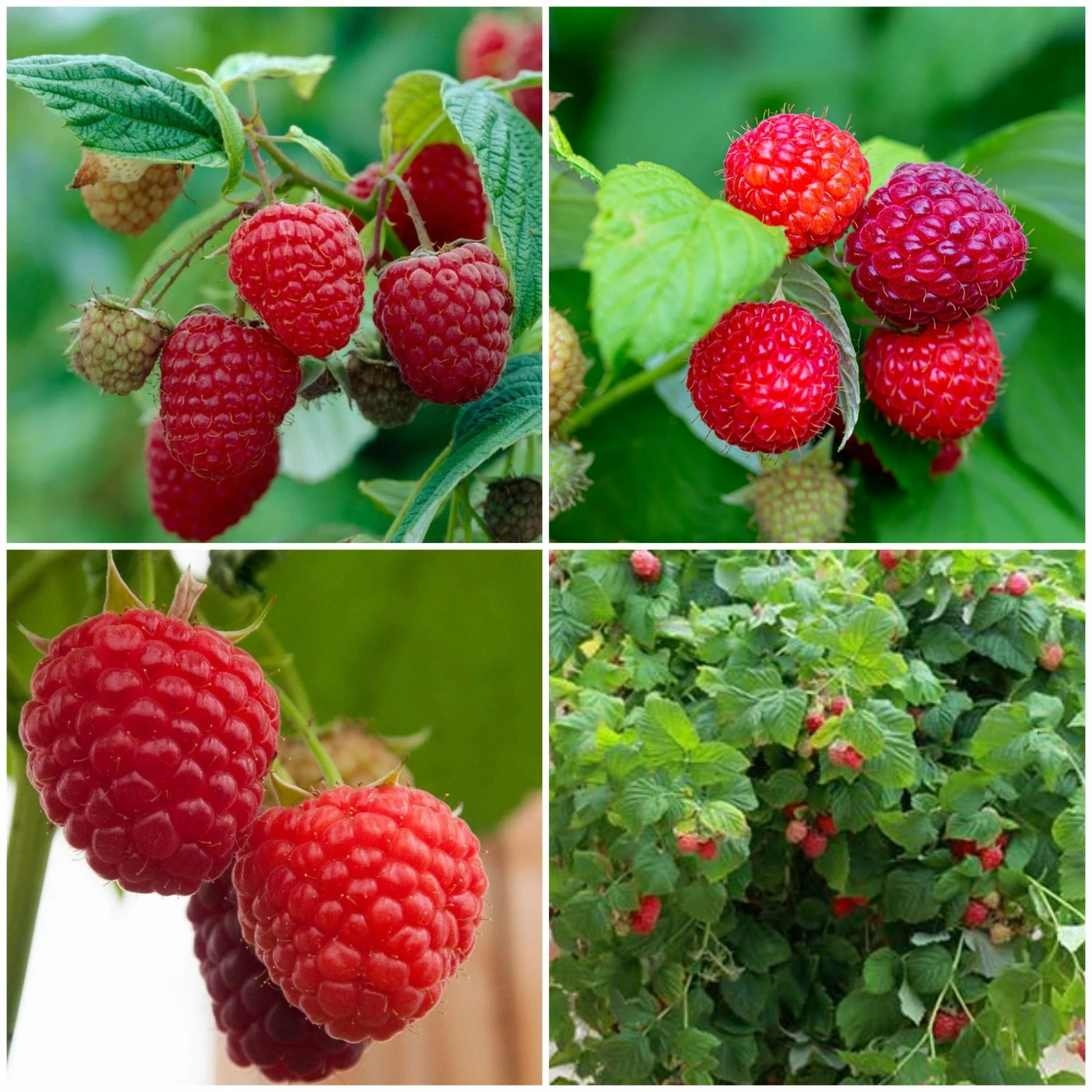 Roots Plants 15 Bestselling Raspberry Canes | Glen Ample, Polka & Autumn Bliss Fruits 3 Roots Plants 15 Bestselling Raspberry Canes | Glen Ample, Polka & Autumn Bliss Fruits