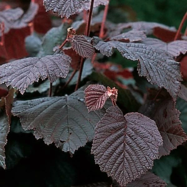 Roots Plants Trees & Shrubs Purple Filbert' Hazel Tree 3 Roots Plants Trees & Shrubs Purple Filbert' Hazel Tree