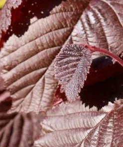 Roots Plants Trees & Shrubs Purple Filbert' Hazel Tree