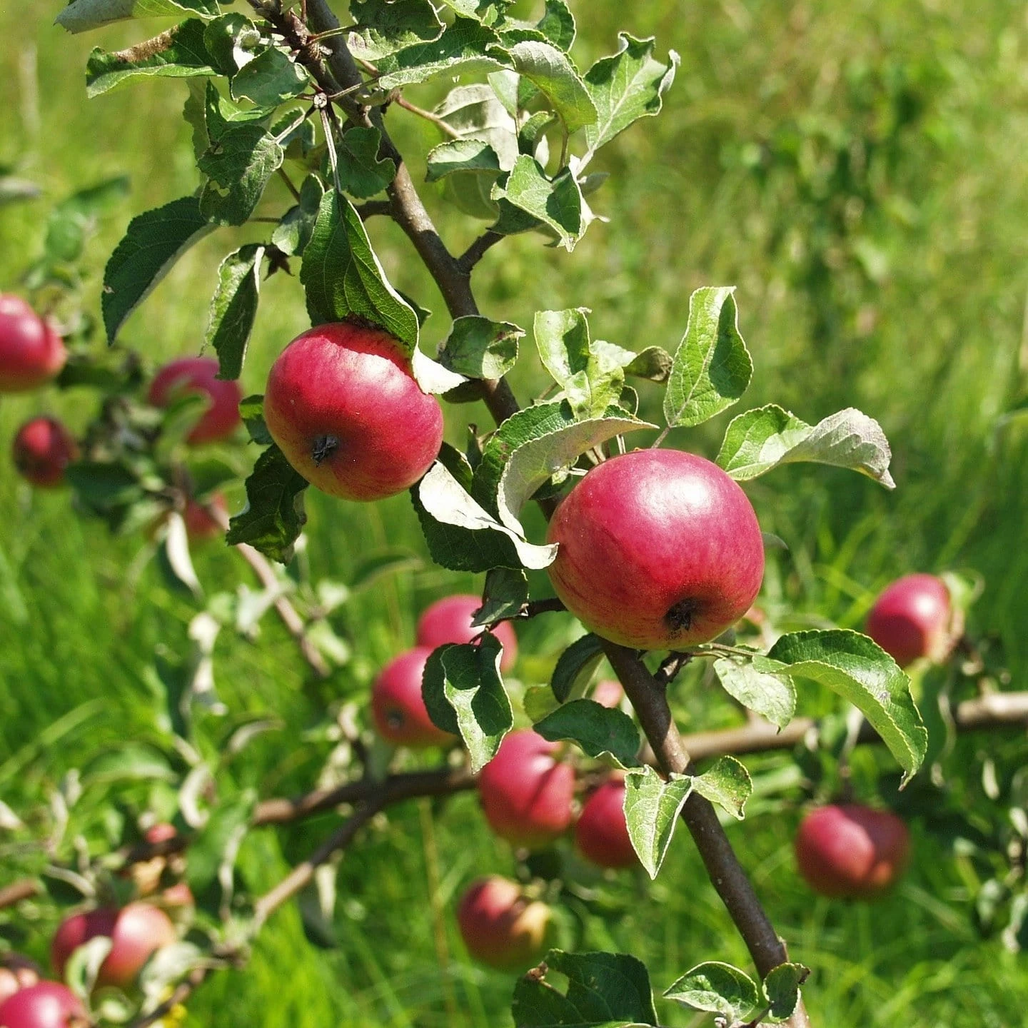 Roots Plants Fortune' Apple Tree Fruits 4 Roots Plants Fortune' Apple Tree Fruits