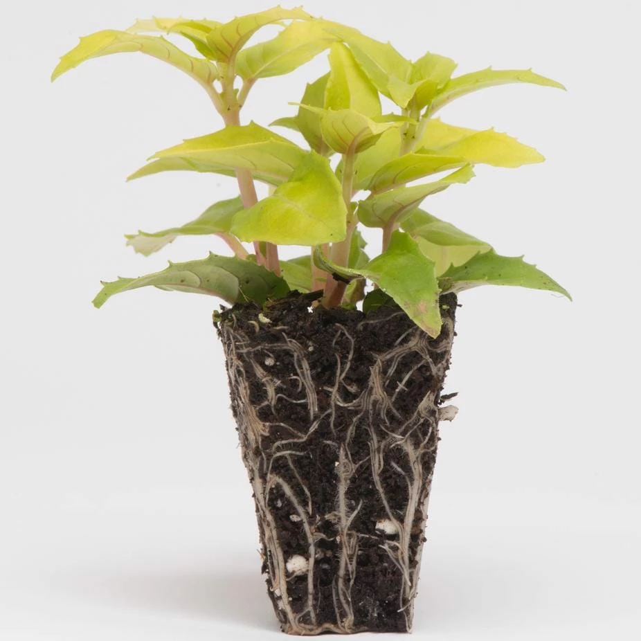 Roots Plants Fuchsia 'Swingtime' Jumbo Plug Plants Fuchsias 6 Roots Plants Fuchsia 'Swingtime' Jumbo Plug Plants Fuchsias