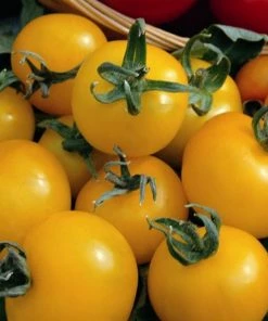 Roots Plants Salad Plants 5 Organic 'Golden Sunrise' Tomato Plants