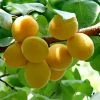 Roots Plants Golden Glow Apricot Tree Fruits 2 Roots Plants Golden Glow Apricot Tree Fruits