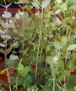 Roots Plants Trees & Shrubs Gunnii Eucalyptus Tree