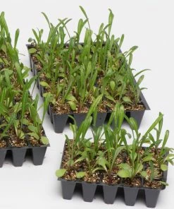 Roots Plants 40 Mixed Begonia 'Devils Delight' Plug Plants 9 Roots Plants 40 Mixed Begonia 'Devils Delight' Plug Plants