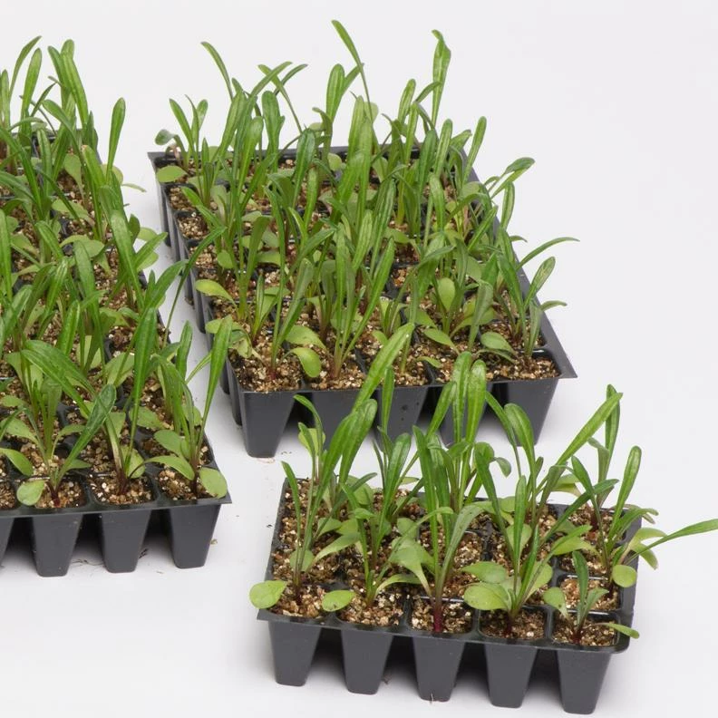 Roots Plants 40 Antirrhinum 'Burgundy Bicolour' Plug Plants | Appeal F1 Series | Snapdragons 6 Roots Plants 40 Antirrhinum 'Burgundy Bicolour' Plug Plants | Appeal F1 Series | Snapdragons