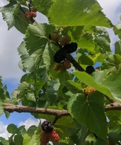 Roots Plants Repsime Mulberry Tree 12 Roots Plants Repsime Mulberry Tree