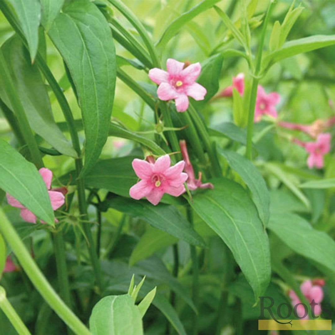Roots Plants Red Jasmine | Jasminum 'Beesianum' | On A 90cm Cane In A 3L Pot 3 Roots Plants Red Jasmine | Jasminum 'Beesianum' | On A 90cm Cane In A 3L Pot
