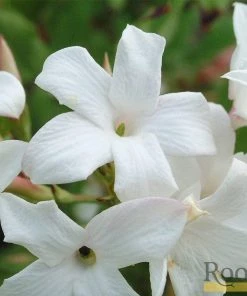 Roots Plants Common Jasmine | Jasminum 'Officinale' | On A 90cm Cane In A 3L Pot