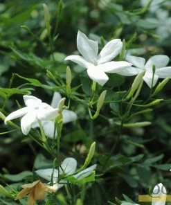 Roots Plants Common Jasmine | Jasminum 'Officinale' | On A 90cm Cane In A 3L Pot