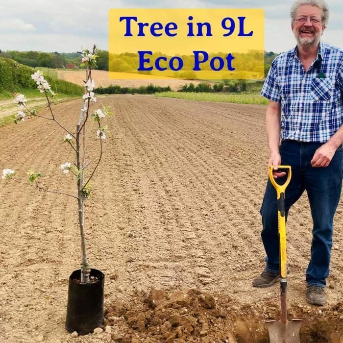 Roots Plants Large-leaved Lime Tree | Tilia Platyphyllos Trees & Shrubs 5 Roots Plants Large-leaved Lime Tree | Tilia Platyphyllos Trees & Shrubs