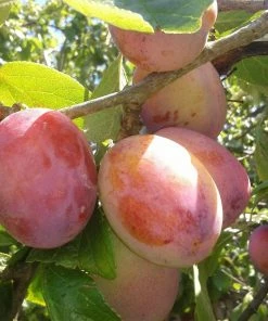 Roots Plants Jubilee Plum Tree Fruits