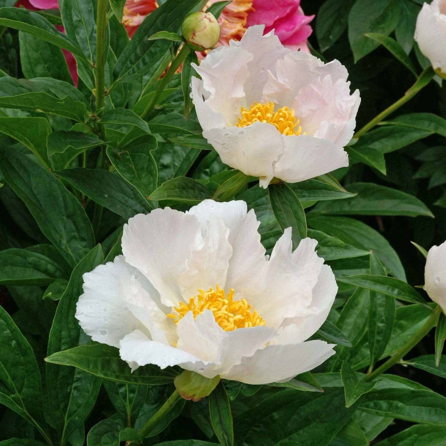 Roots Plants Peony 'Krinkled White' | 3L Pot 4 Roots Plants Peony 'Krinkled White' | 3L Pot