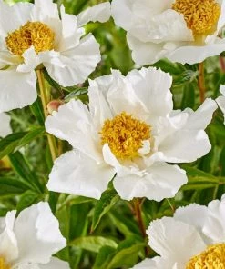 Roots Plants Peony 'Krinkled White' | 3L Pot 7 Roots Plants Peony 'Krinkled White' | 3L Pot