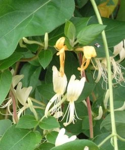 Roots Plants Honeysuckle 'Halliana' | Lonicera Japonica | On A 90cm Cane In A 3L Pot