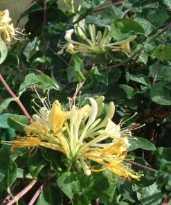 Roots Plants Honeysuckle 'Sweet Sue' | Lonicera Periclymenum | On A 90cm Cane In A 3L Pot