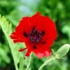 Roots Plants Papaver Orientalis 'Beauty Of Livermere' 2 Roots Plants Papaver Orientalis 'Beauty Of Livermere'
