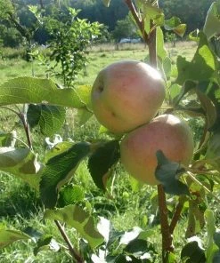 Roots Plants Lord Lambourne' Apple Tree
