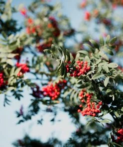 Roots Plants Vilmorinii Rowan Tree | Sorbus