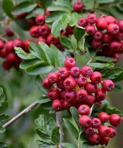 Roots Plants Japanese Rowan Tree | Sorbus Commixta 'Embley'