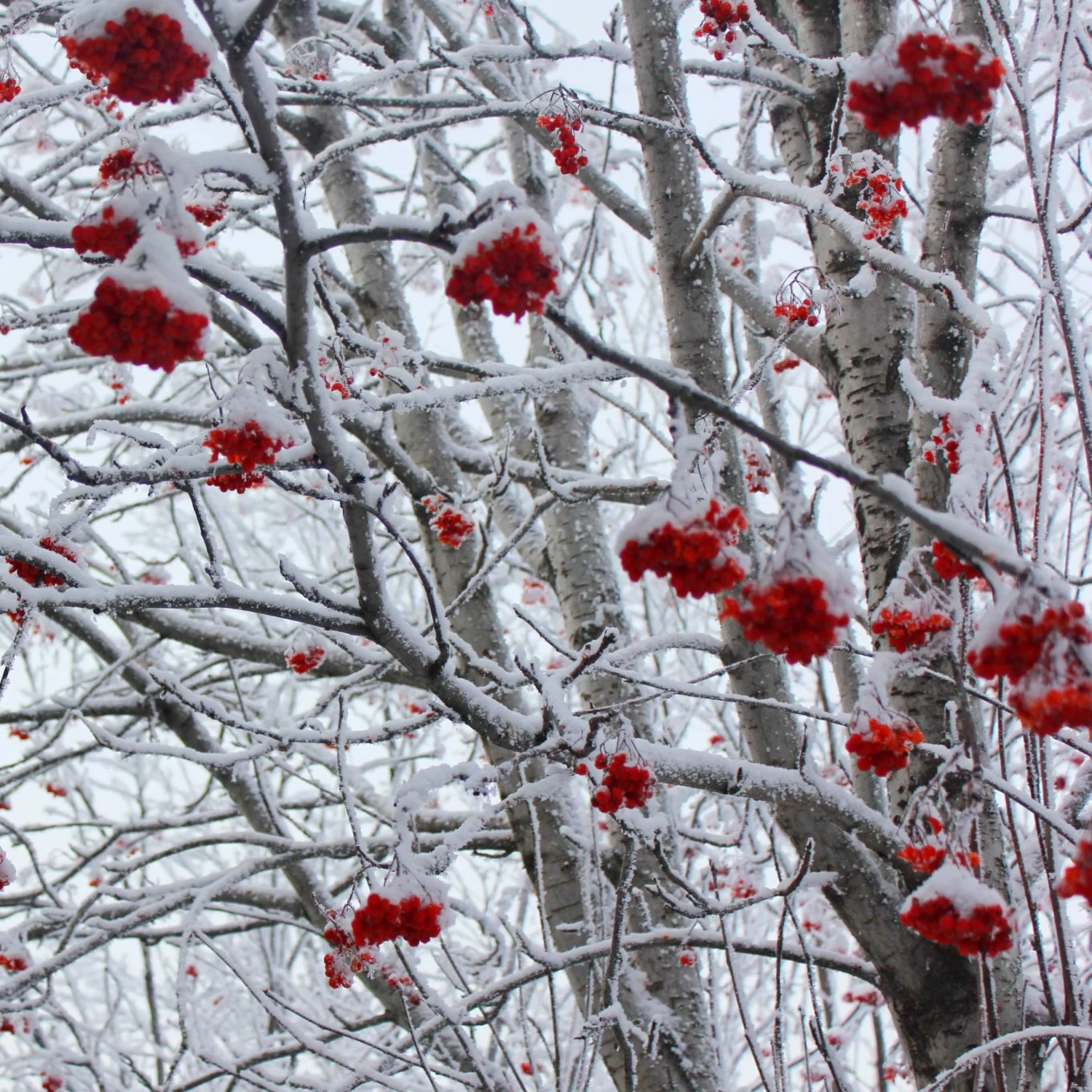 Roots Plants Mountain Ash Rowan Tree | Sorbus Aucuparia Trees & Shrubs 6 Roots Plants Mountain Ash Rowan Tree | Sorbus Aucuparia Trees & Shrubs