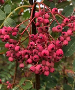 Roots Plants Trees & Shrubs Pink Pagoda Rowan Tree | Sorbus Hupehensis