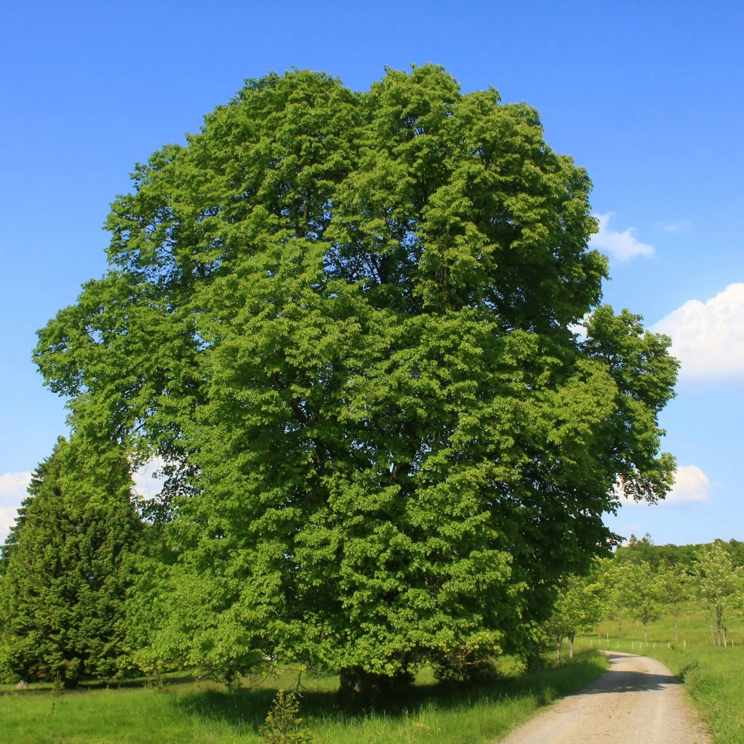 Roots Plants Large-leaved Lime Tree | Tilia Platyphyllos Trees & Shrubs 3 Roots Plants Large-leaved Lime Tree | Tilia Platyphyllos Trees & Shrubs