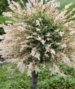 Roots Plants Flamingo Willow | Salix Integra Hakuro Nishiki | 4ft Patio Tree