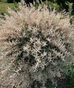 Roots Plants Flamingo Willow | Salix Integra Hakuro Nishiki | 4ft Patio Tree