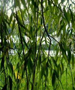Roots Plants Golden Weeping Willow Tree | Salix Chrysocoma