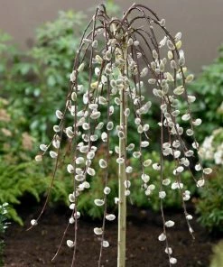 Roots Plants Kilmarnock Dwarf Weeping Willow Tree | Salix Caprea 10 Roots Plants Kilmarnock Dwarf Weeping Willow Tree | Salix Caprea