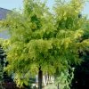 Roots Plants Trees & Shrubs Golden False Acacia | Robinia Pseudoacacia 'Frisia'