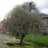 Roots Plants Trees & Shrubs Ornamental Weeping Silver Pear Tree | Pyrus Salicifolia 'Pendula'