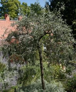 Roots Plants Trees & Shrubs Ornamental Weeping Silver Pear Tree | Pyrus Salicifolia 'Pendula'