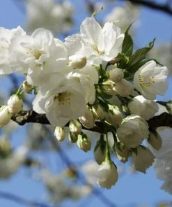 Roots Plants Weeping Yoshino Cherry Blossom Tree | Prunus Yedoensis Trees & Shrubs