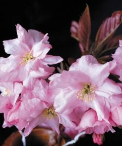 Roots Plants Purple Leaf Cherry Blossom Tree | Prunus Serrulata 'Royal Burgundy'