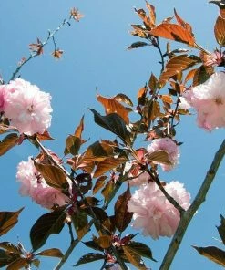 Roots Plants Purple Leaf Cherry Blossom Tree | Prunus Serrulata 'Royal Burgundy'