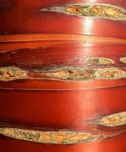 Roots Plants Multi Stem Tibetan Cherry Tree | Prunus Serrula