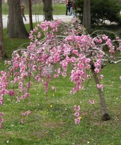 Roots Plants Single Pink Weeping Cherry Blossom Tree | Prunus Pendula Rubra Trees & Shrubs