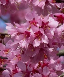 Roots Plants Small Pink Cherry Blossom Tree | Prunus 'Okame' Trees & Shrubs