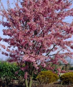 Roots Plants Small Pink Cherry Blossom Tree | Prunus 'Okame' Trees & Shrubs