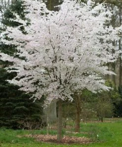 Roots Plants The Bride Cherry Blossom Tree | Prunus Incisa