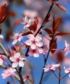 Roots Plants Black Cherry Plum Tree | Prunus Cerasifera 'Nigra'