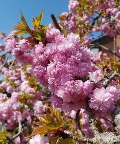 Roots Plants Trees & Shrubs Cheal's Weeping Cherry Blossom Tree | Prunus 'Kiku-Shidare'