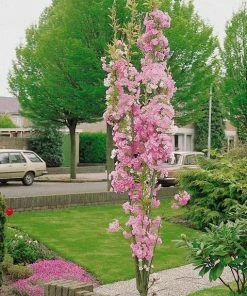 Roots Plants Trees & Shrubs Flagpole' Cherry Blossom Tree | Prunus Amanogowa