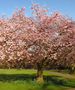 Roots Plants Trees & Shrubs Accolade Cherry Blossom Tree