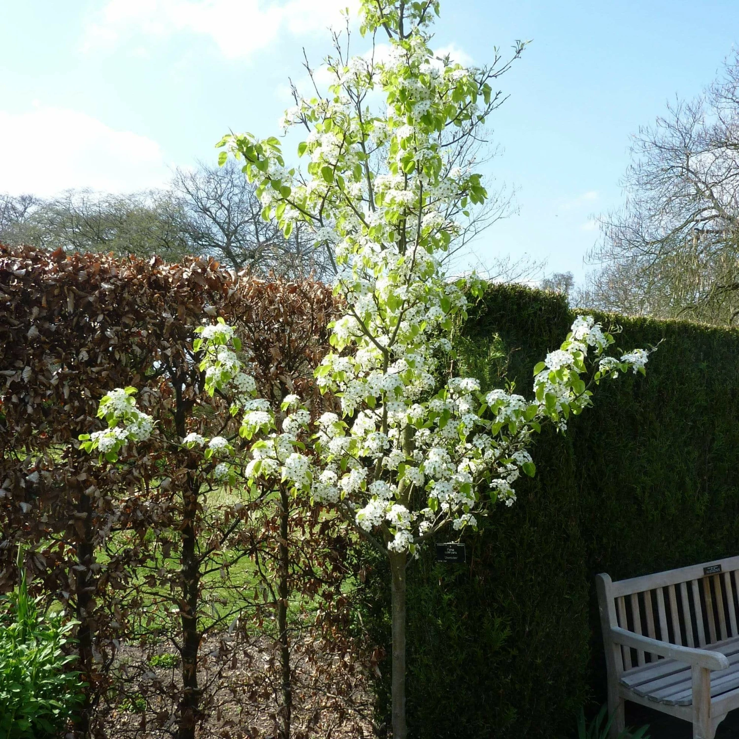 Roots Plants Trees & Shrubs Ornamental Pear Tree | Pyrus Chanticleer 4 Roots Plants Trees & Shrubs Ornamental Pear Tree | Pyrus Chanticleer