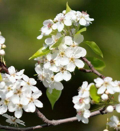 Roots Plants Trees & Shrubs Ornamental Pear Tree | Pyrus Chanticleer 5 Roots Plants Trees & Shrubs Ornamental Pear Tree | Pyrus Chanticleer